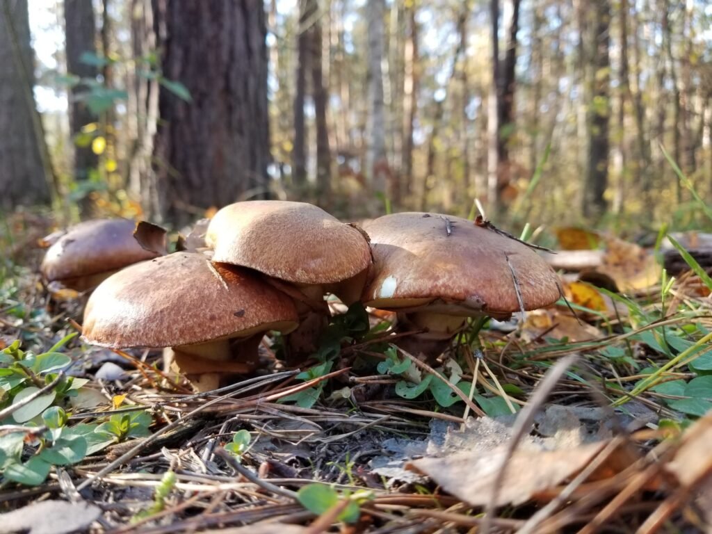Home A group of mushrooms growing in the forest