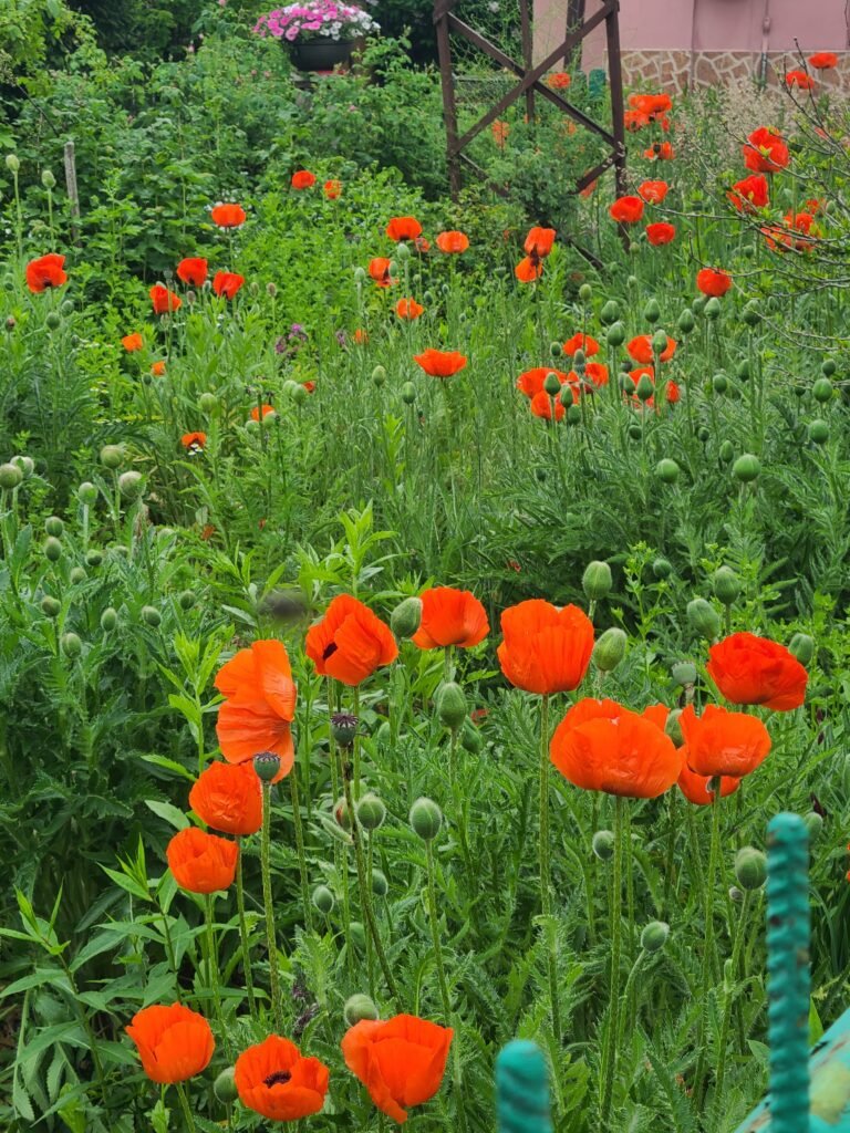 Red poppies: A powerful symbol of resilience Bright red poppies in  a grassy garden