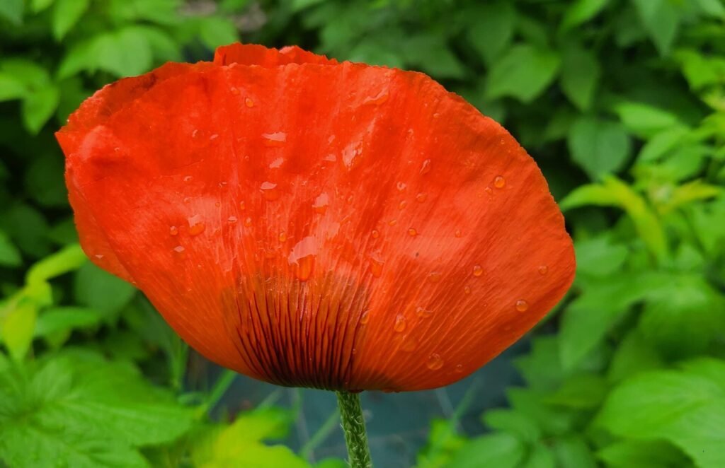 Red poppies: A powerful symbol of resilience 20220604 182503 Scaled E1752980797995 1024x662