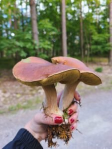 Polish autumn: A moving celebration of life and death Beautiful autumn mushrooms