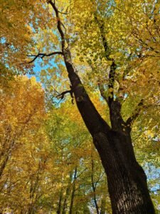 Polish autumn: A moving celebration of life and death Golden autumn foliage in a Polish forest.