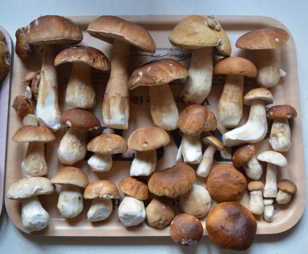 Hunting for mushrooms: A popular Polish pastime Mushrooms