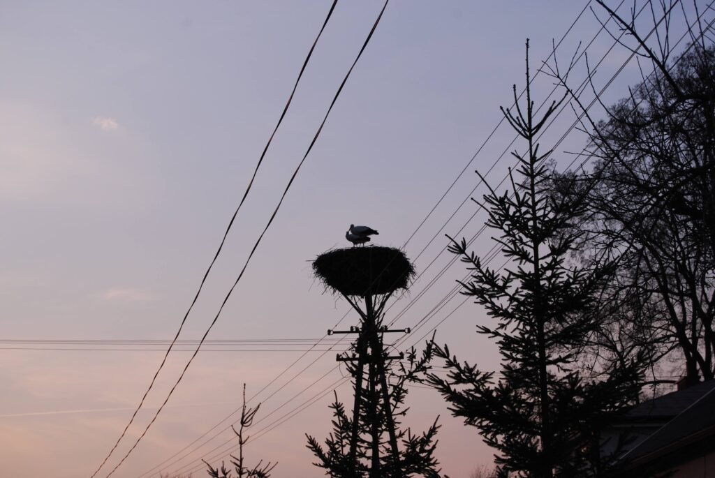 A silhoutette of two storks in their nest at dusk.