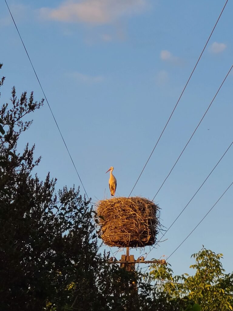 A stork sits atop its large nest, built on top of a telephone pole.