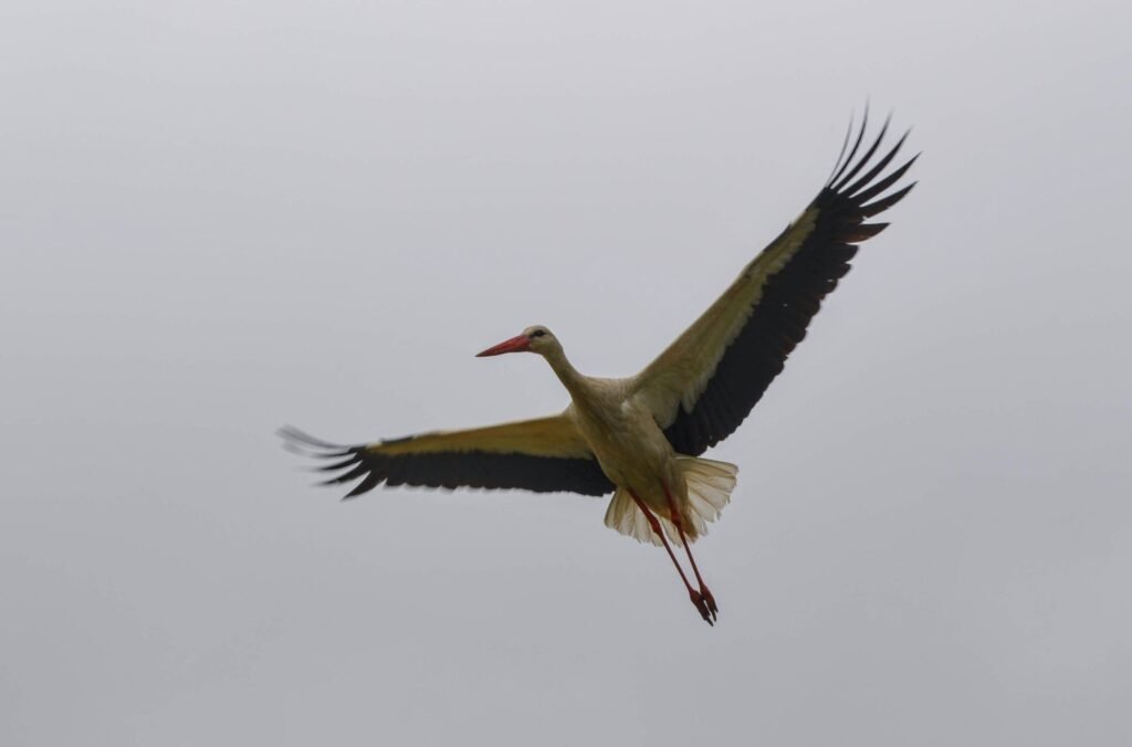 The white stork